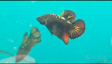 Pesce Betta samurai vampire