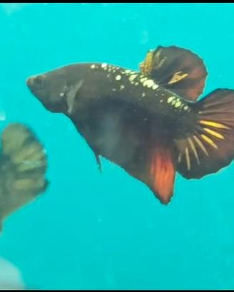 Pesce Betta samurai vampire