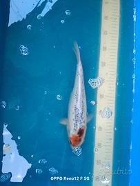 carpe koi