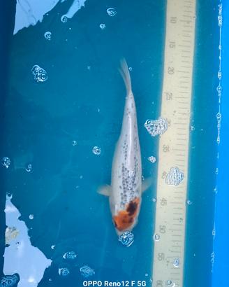 carpe koi