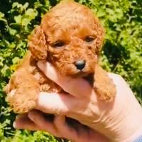 Cuccioli di barboncino Toy Red