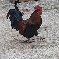 Gallo ben piumino altezzoso comportamento