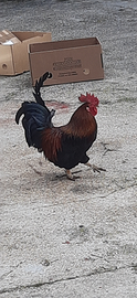 Gallo ben piumino altezzoso comportamento