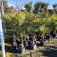 Chamaerops excelsa palme