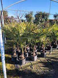 Chamaerops excelsa palme