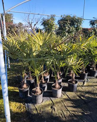 Chamaerops excelsa palme