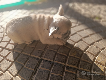 Bulldog francese