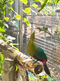 Turaco livingstone