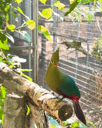 Turaco livingstone