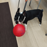 Maschio Boston terrier