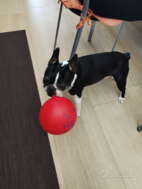 Maschio Boston terrier