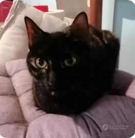 Femmina - 1 anno e mezzo