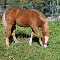 Puledro incrocio haflinger