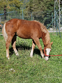 Puledro incrocio haflinger