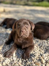 Labrador retriever chocolate