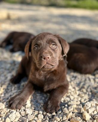 Labrador retriever chocolate