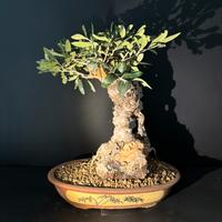 Bonsai plivo altezza 45 cm nebari 16 cm