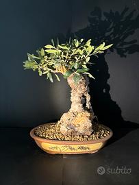 Bonsai plivo altezza 45 cm nebari 16 cm