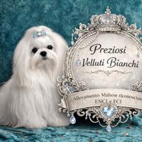 Maltese