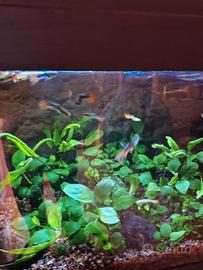 Lotto Guppy