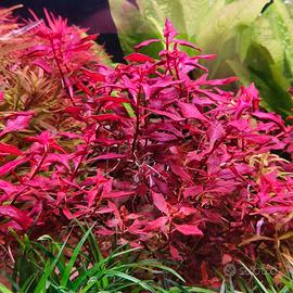 Ludwigia Sp Mini Super Red