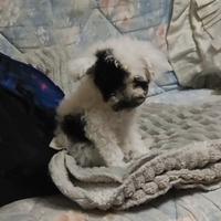 Maschietto Barboncino teacup