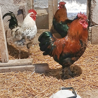 Gallo