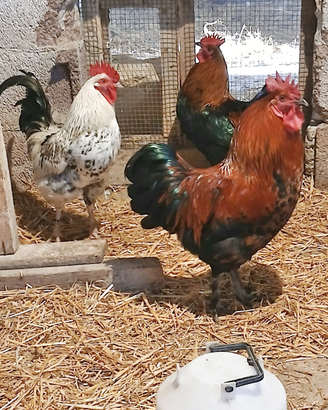 Gallo