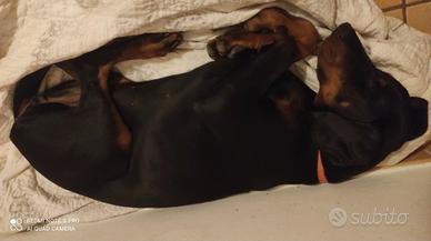 Cuccioli dobermann