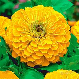 Zinnia gigante in mix multicolor 50 semi