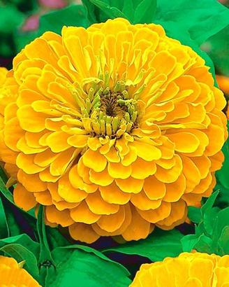 Zinnia gigante in mix multicolor 50 semi
