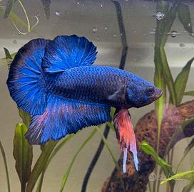 Avannotti Betta