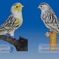Canarini Agata Topazio Giallo Mosaico