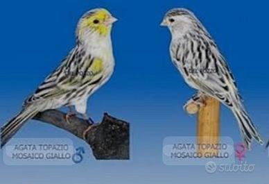 Canarini Agata Topazio Giallo Mosaico