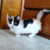 Munchkin gatto bassotto
