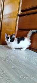 Munchkin gatto bassotto