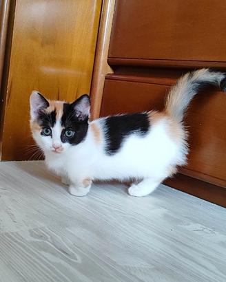 Munchkin gatto bassotto