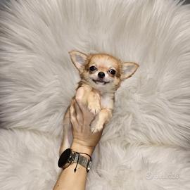 Chihuahua micro femminuccia blu fawn pelo lungo