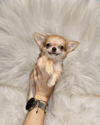 Chihuahua micro femminuccia blu fawn pelo lungo