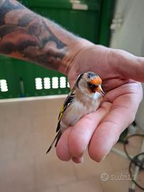 Cardellino