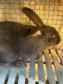 Conigli giganti blu di Vienna