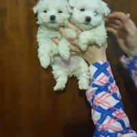 Maltese Miny soffice