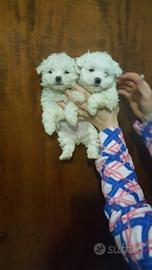 Maltese Miny soffice