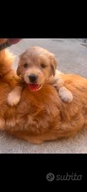 Cucciola Golden Retriever linea royal crest