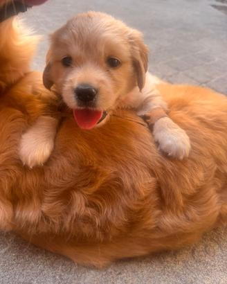 Cucciola Golden Retriever linea royal crest