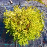 Chamaecyparis Filifera Aurea 50cm