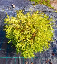 Chamaecyparis Filifera Aurea 50cm