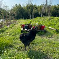 Gallo Araucana con i baffi