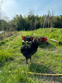 Gallo Araucana con i baffi