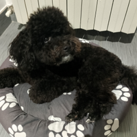 Barboncino toy per accoppiamento